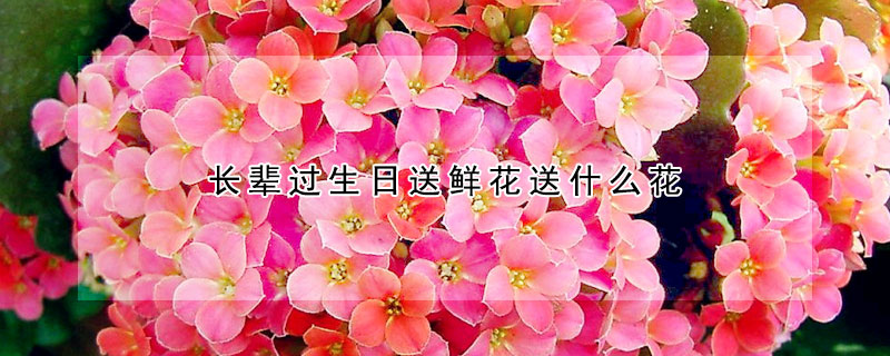 長(zhǎng)輩過(guò)生日送鮮花送什么花