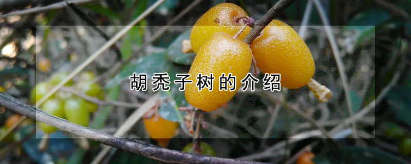 胡禿子樹的介紹