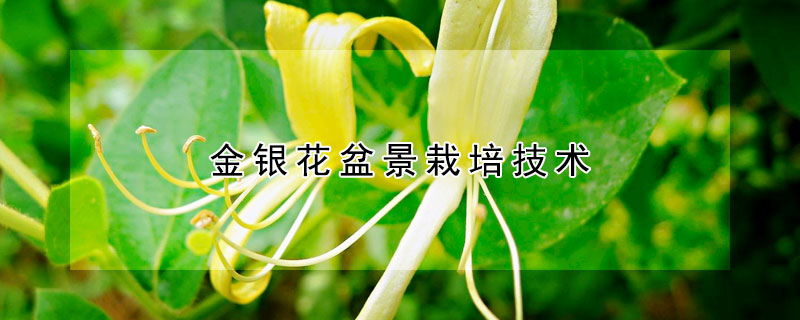 金銀花盆景栽培技術(shù)