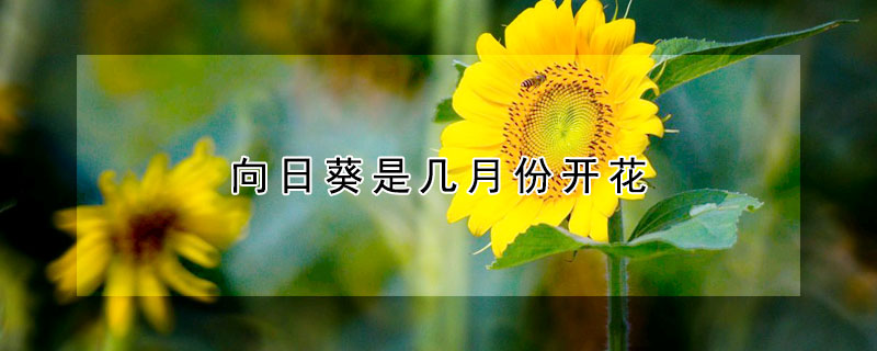 向日葵是幾月份開花