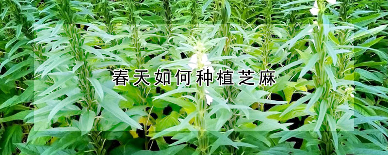 春天如何種植芝麻