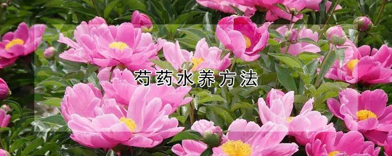 芍藥水養(yǎng)方法