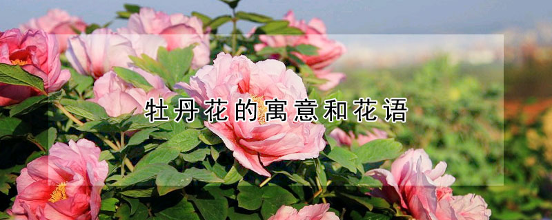 牡丹花的寓意和花語(yǔ)