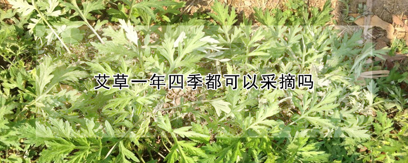 艾草一年四季都可以采摘嗎