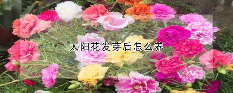 太陽花發芽后怎么養