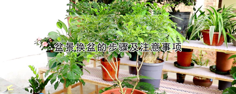 盆景換盆的步驟及注意事項(xiàng)