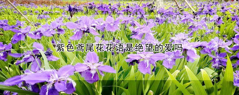 紫色鳶尾花花語(yǔ)是絕望的愛(ài)嗎