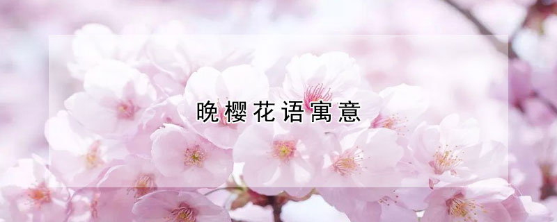 晚櫻花語(yǔ)寓意