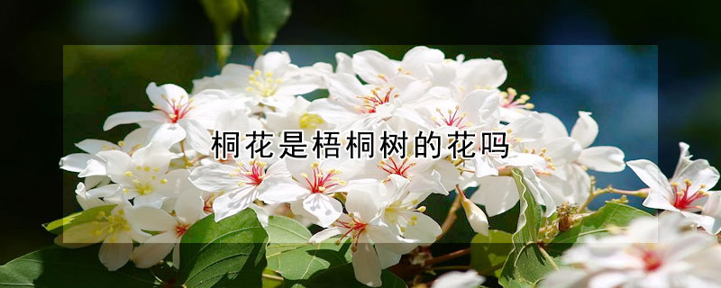 桐花是梧桐樹的花嗎