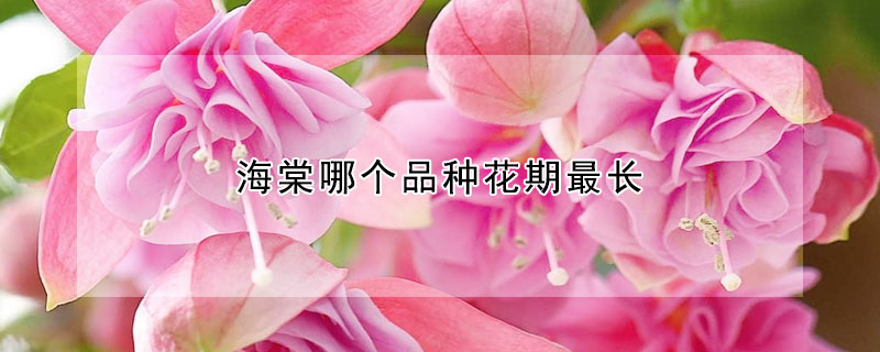 海棠哪個(gè)品種花期最長(zhǎng)