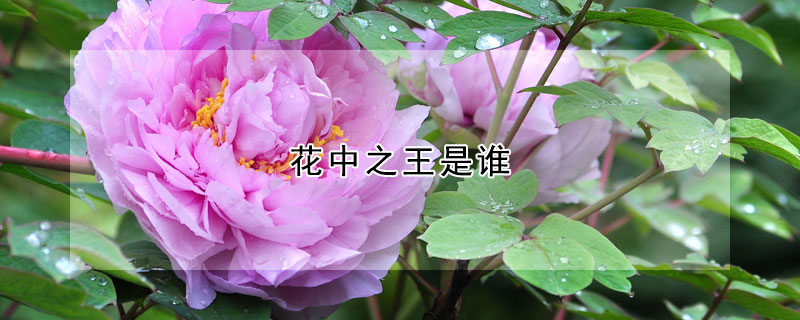 花中之王是誰