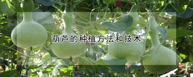 葫蘆的種植方法和技術