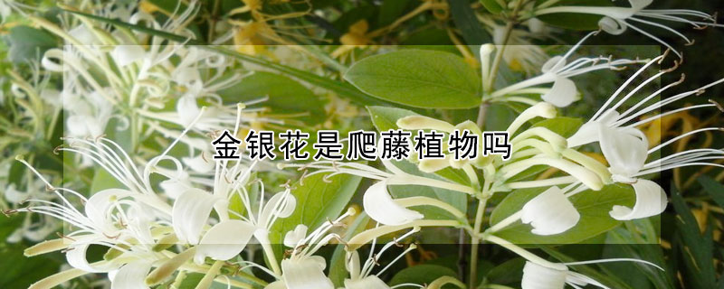 金銀花是爬藤植物嗎