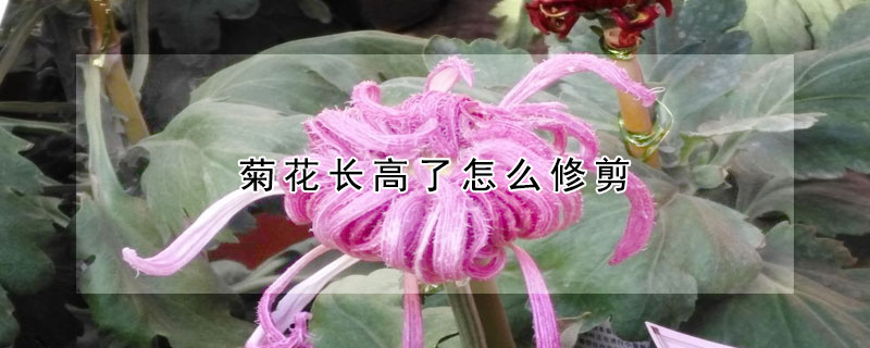 菊花長高了怎么修剪