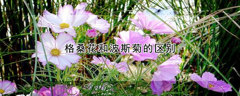 格桑花和波斯菊的區別