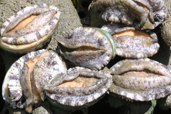 鮑魚養在自來水會死嗎