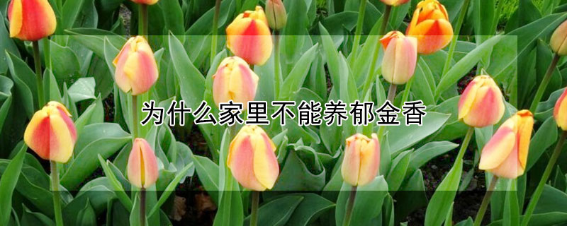 為什么家里不能養(yǎng)郁金香