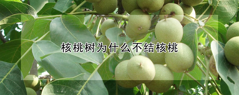 核桃樹為什么不結(jié)核桃