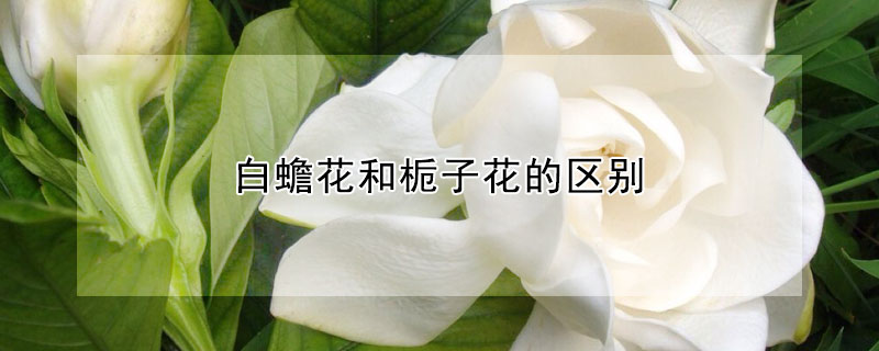 白蟾花和梔子花的區(qū)別