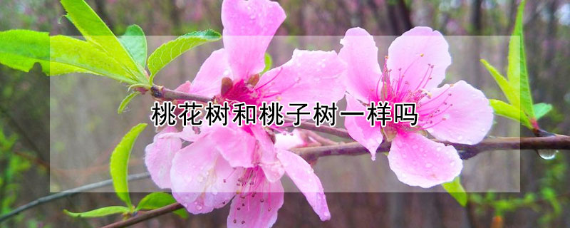 桃花樹和桃子樹一樣嗎