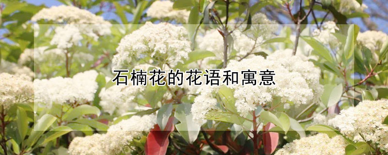 石楠花的花語和寓意