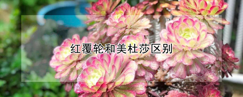 紅覆輪和美杜莎區(qū)別