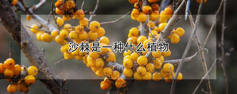 沙棘是一種什么植物