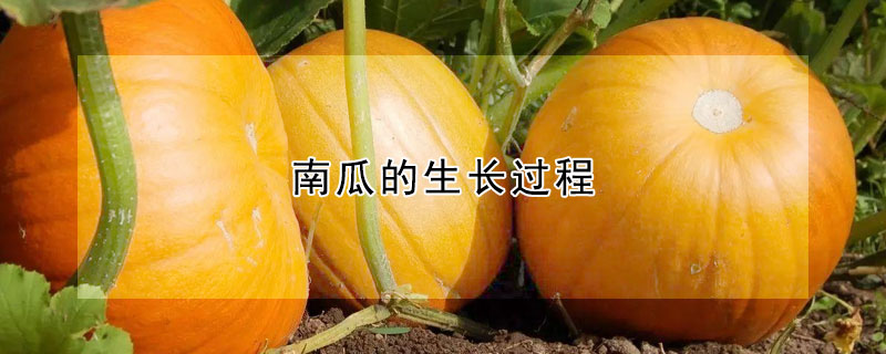 南瓜的生長(zhǎng)過程