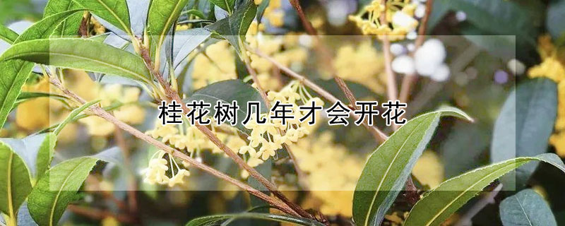 桂花樹幾年才會開花