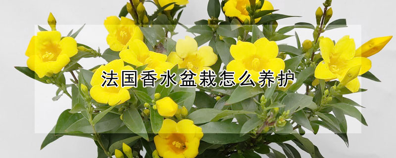 法國香水盆栽怎么養(yǎng)護