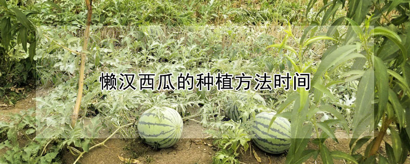 懶漢西瓜的種植方法時間