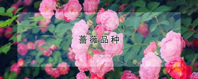 薔薇品種