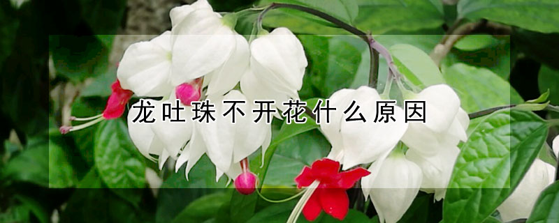 龍吐珠不開(kāi)花什么原因