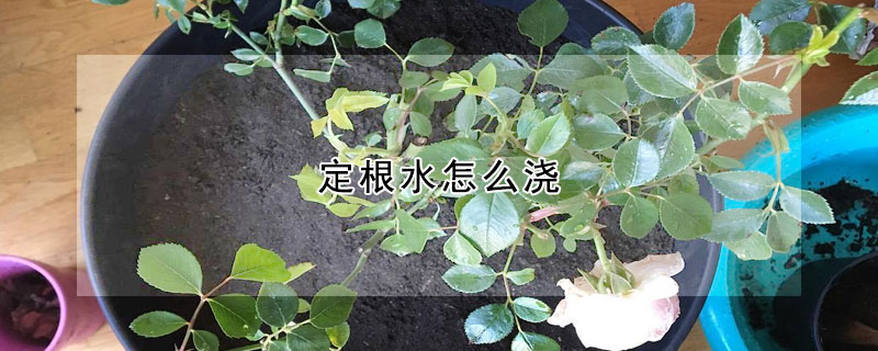 定根水怎么澆