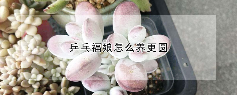 乒乓福娘怎么養(yǎng)更圓