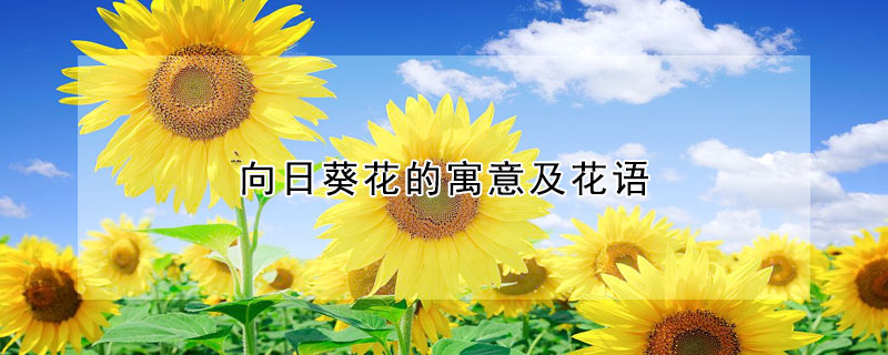 向日葵花的寓意及花語(yǔ)