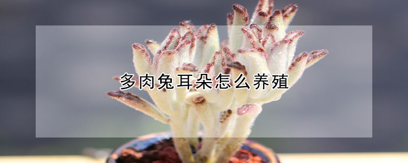 多肉兔耳朵怎么養(yǎng)殖