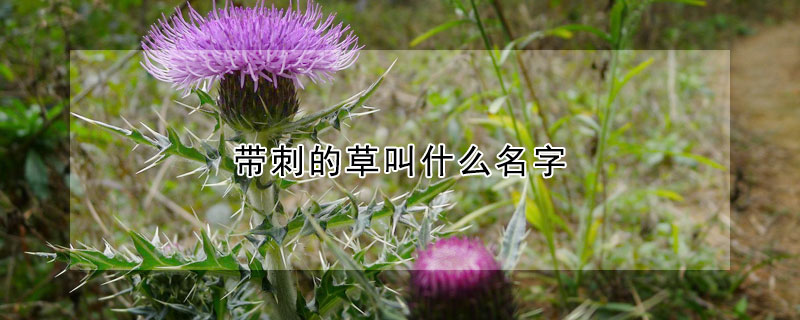 帶刺的草叫什么名字