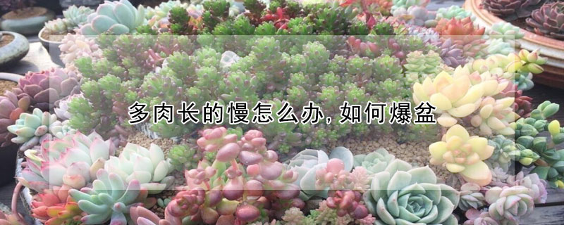 多肉長(zhǎng)的慢怎么辦,如何爆盆