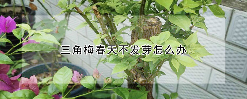 三角梅春天不發芽怎么辦