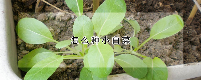 怎么種小白菜