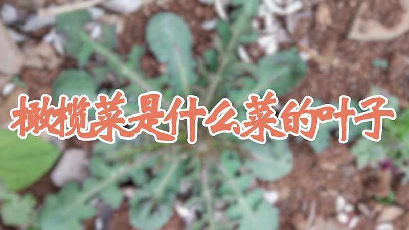 橄欖菜是什么菜的葉子