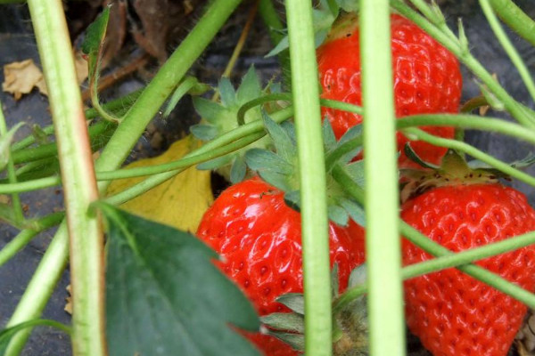 草莓種植技術(shù)