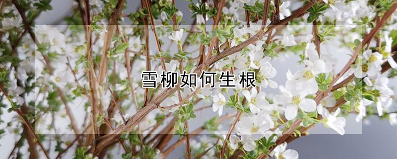 雪柳如何生根