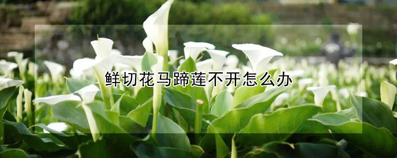 鮮切花馬蹄蓮不開(kāi)怎么辦