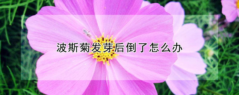 波斯菊發(fā)芽后倒了怎么辦