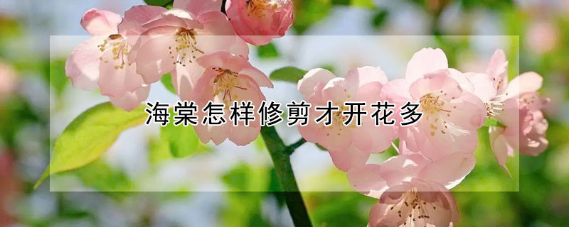 海棠怎樣修剪才開(kāi)花多