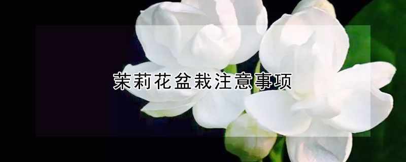 茉莉花盆栽注意事項