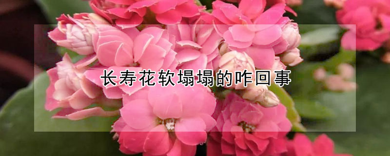 長(zhǎng)壽花軟塌塌的咋回事