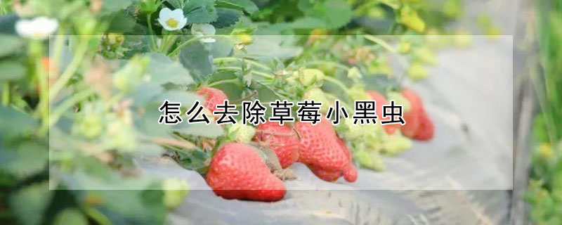 怎么去除草莓小黑蟲